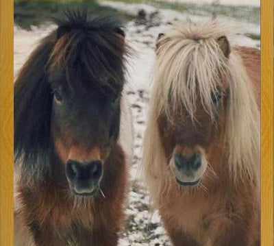 Cuadro Mini Horses in the Snow