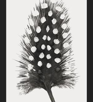 Cuadro Pluma Acuarela 4