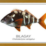Cuadro Colección Especies de Peces Chilenos: Bilagay