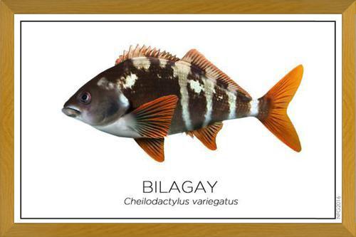 Cuadro Colección Especies de Peces Chilenos: Bilagay