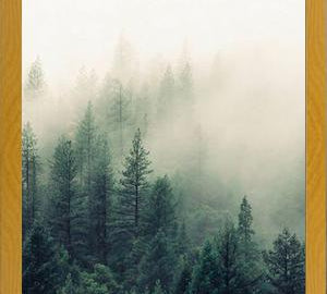 Cuadro The Fog And The Forest II