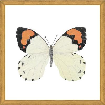 Cuadro Mariposa eroesa