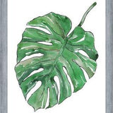 Cuadro Monstera Deliciosa