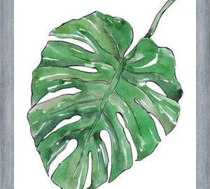 Cuadro Monstera Deliciosa