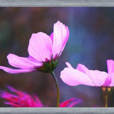 Cuadro Pink Cosmo