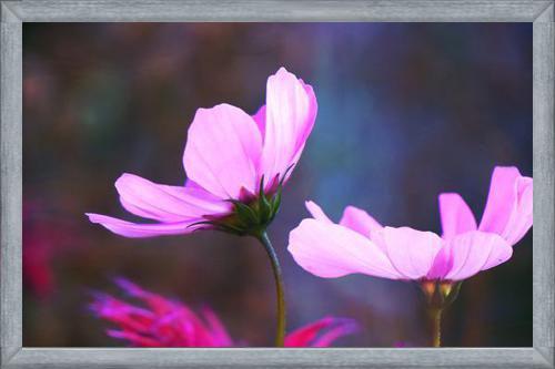 Cuadro Pink Cosmo