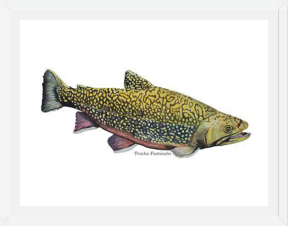 Cuadro Trucha Fontinalis