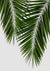 Canvas Palm Leaf II