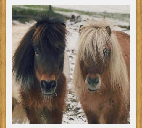 Cuadro Mini Horses in the Snow