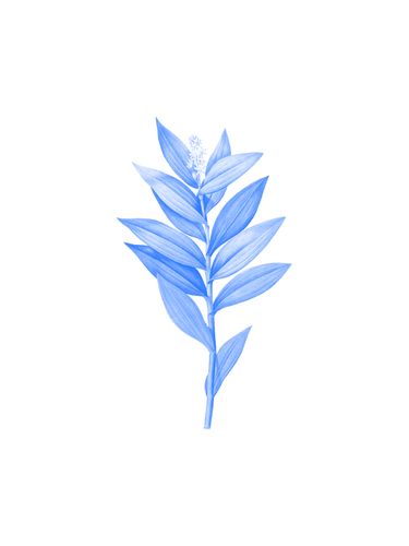 Canvas Blue Plant