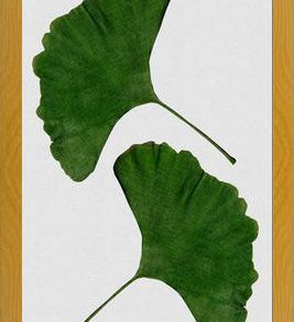 Cuadro Ginkgo Leaf II