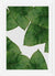 Cuadro Banana Leaf II