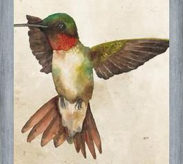 Enmarcado Colibrí Acuarela