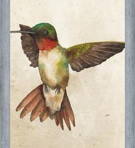 Enmarcado Colibrí Acuarela