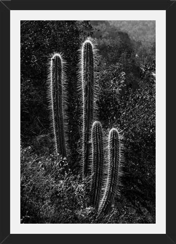 Cuadro Cactus Paisaje