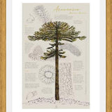 Cuadro Infografía Araucaria