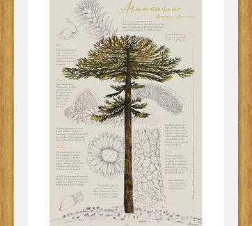 Cuadro Infografía Araucaria