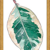 Cuadro Ficus Elastica