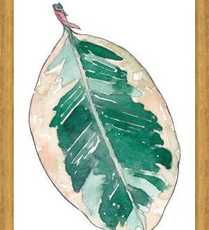 Cuadro Ficus Elastica