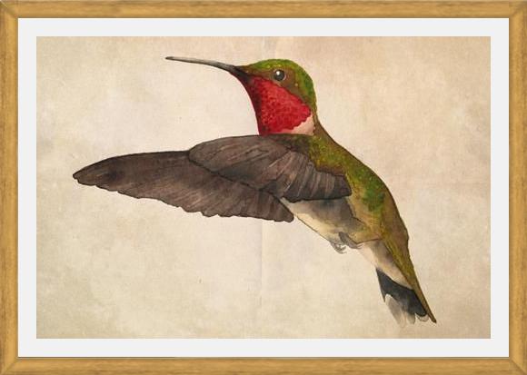 Cuadro Colibrí Rojo Acuarela