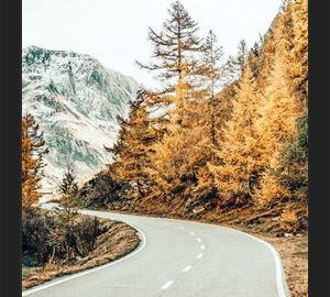 Cuadro Snow and Golden Pine