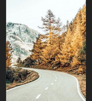 Cuadro Snow and Golden Pine