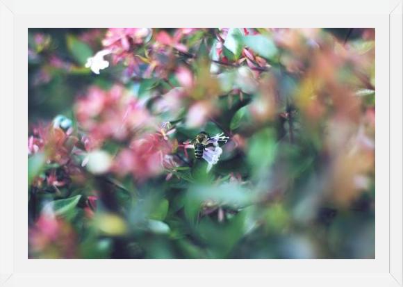 Cuadro Flores e insectos Nº6