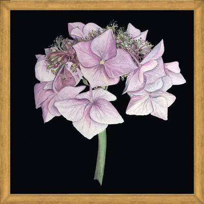 Cuadro Hortensia rosada