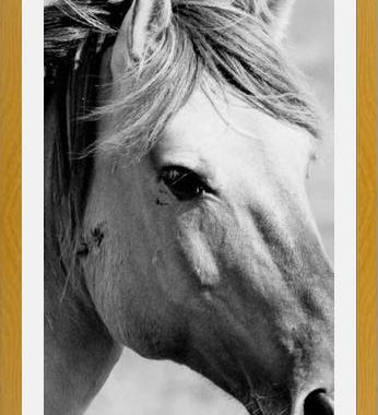 Cuadro horse