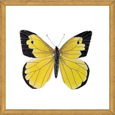 Cuadro Mariposa amarilla Boliviana