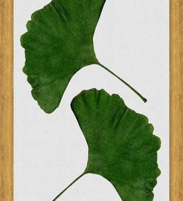 Cuadro Ginkgo Leaf II
