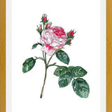 Cuadro Rosa I