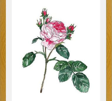 Cuadro Rosa I