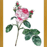 Cuadro Rosa I
