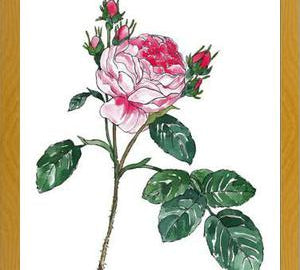Cuadro Rosa I