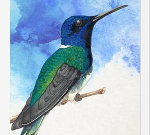 Enmarcado Colibrí azul