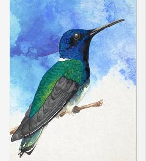 Enmarcado Colibrí azul