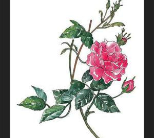 Cuadro Rosa II