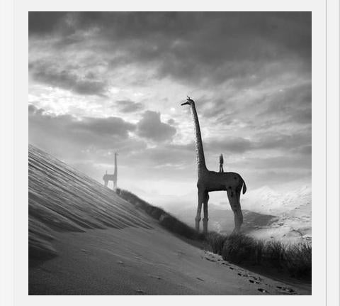 Cuadro Giraffes