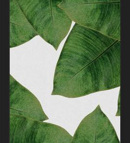 Cuadro Banana Leaf II