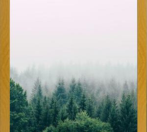 Cuadro The Fog And The Forest I