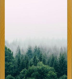 Cuadro The Fog And The Forest I