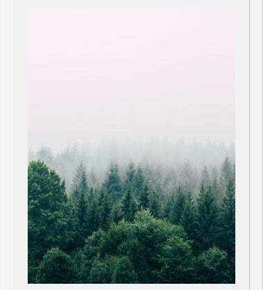Cuadro The Fog And The Forest I