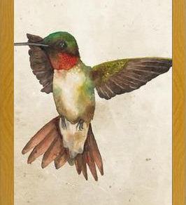 Enmarcado Colibrí Acuarela