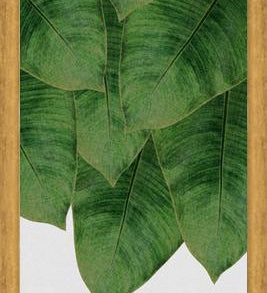 Cuadro Banana Leaf III