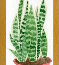 Cuadro Sansevieria