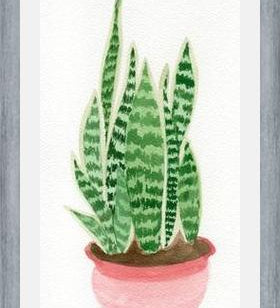 Cuadro Sansevieria