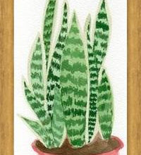 Cuadro Sansevieria