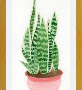 Cuadro Sansevieria