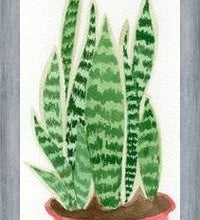 Cuadro Sansevieria
